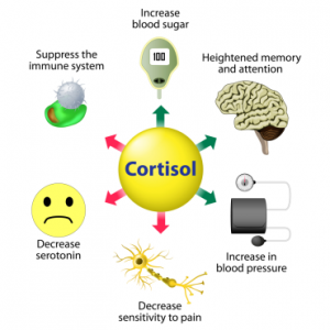 cortisol-acne